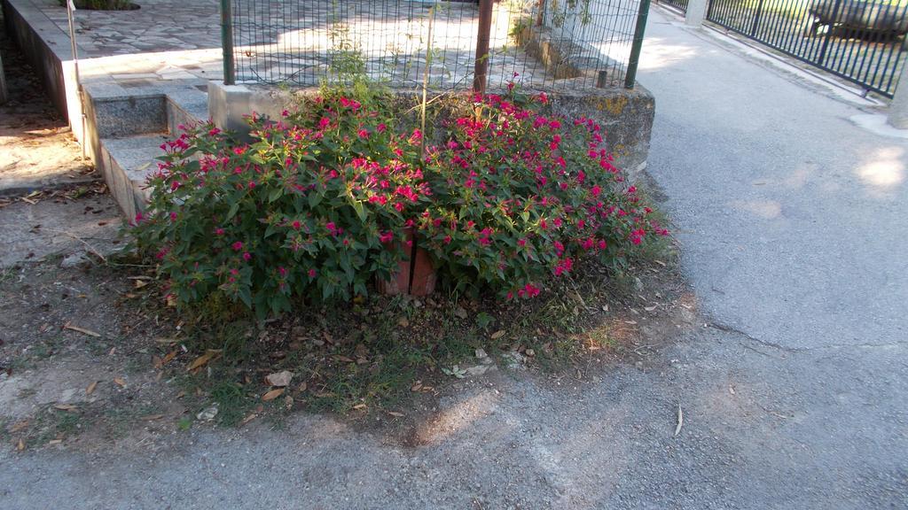 Guest House Accommodation Rupine Premantura Extérieur photo