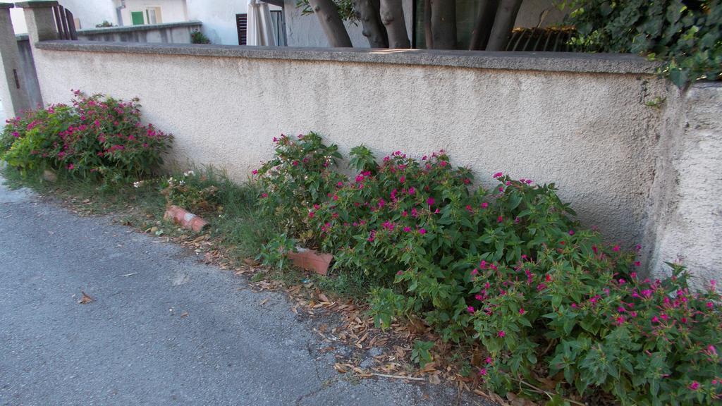 Guest House Accommodation Rupine Premantura Extérieur photo